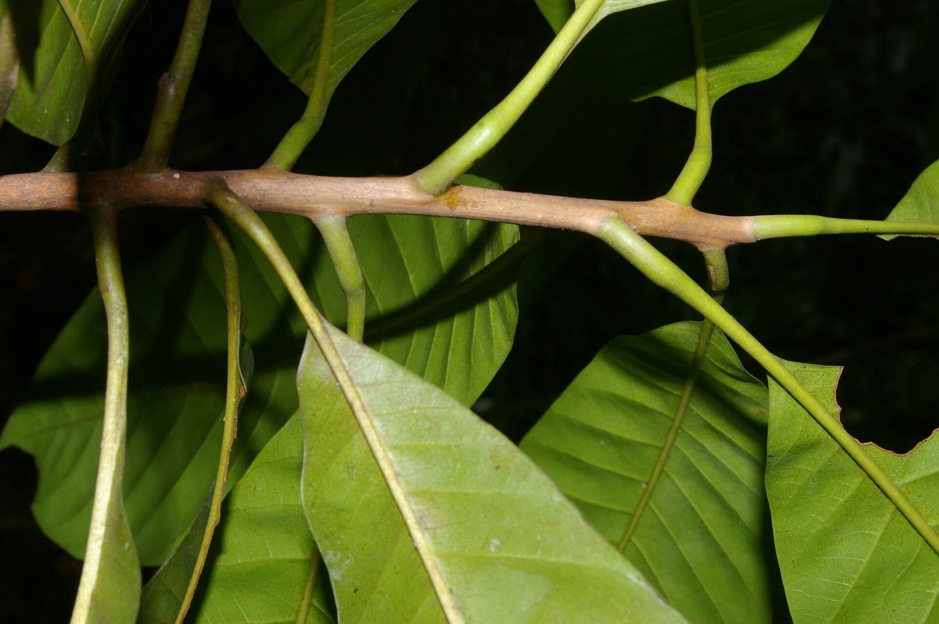 Pouteria 2