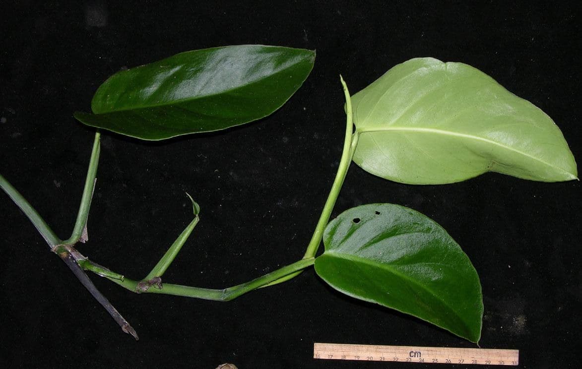 Monstera 10
