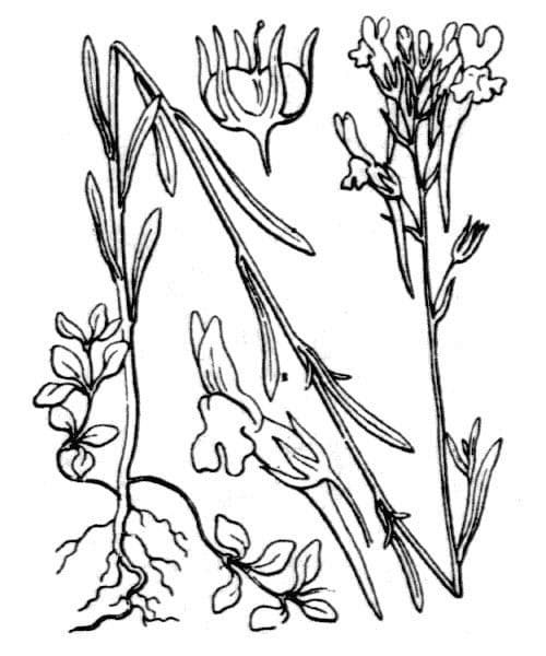 Lenec pelisseriana 23