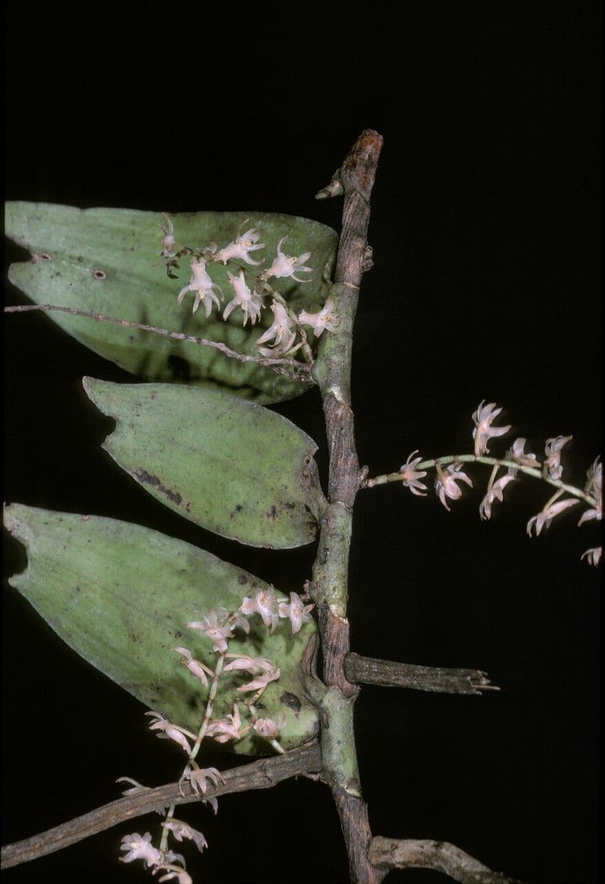 Diaphananthe