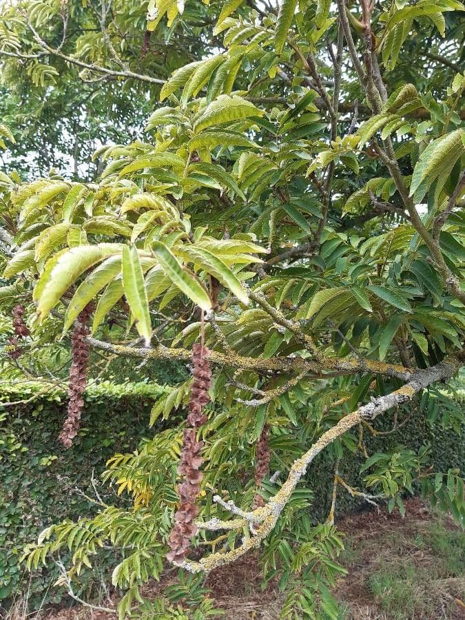 Pterocarya rhoifolia 5