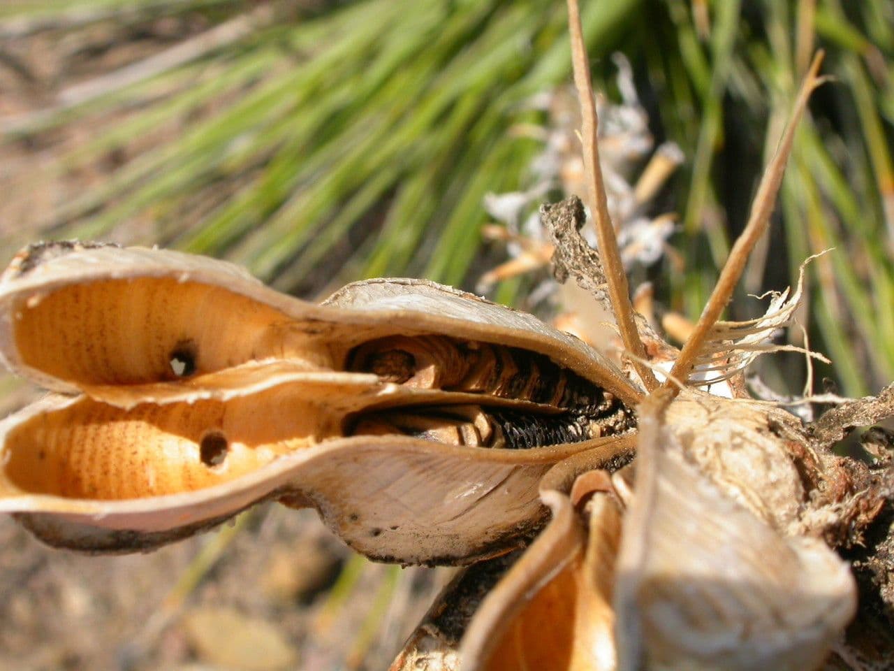 Yucca glauca 2
