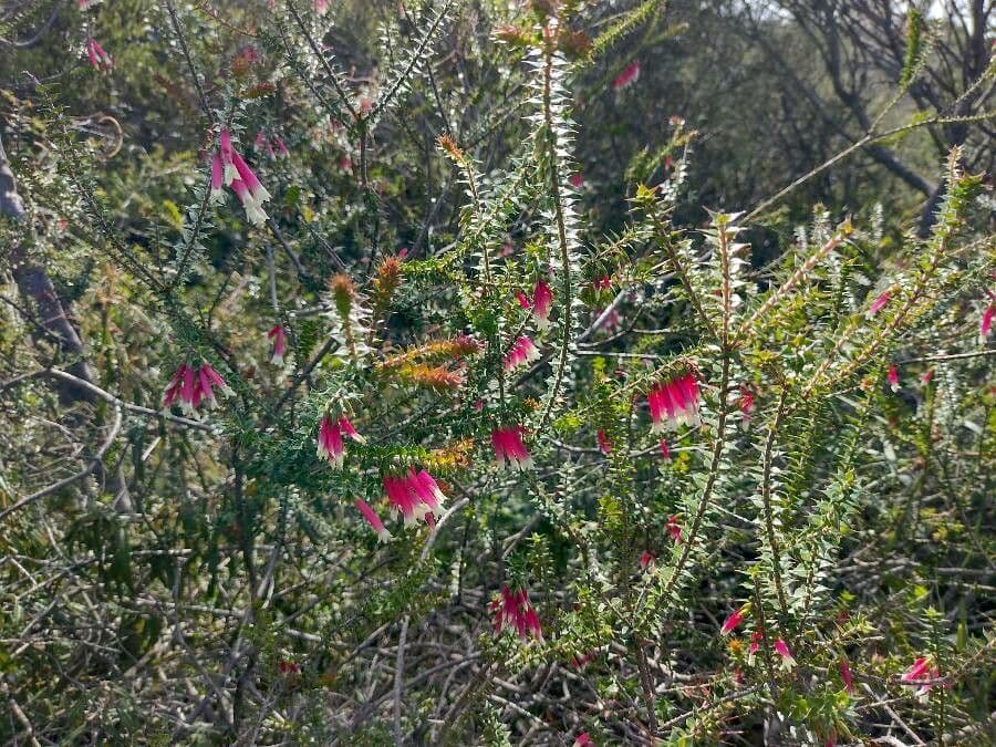 Fuchsienheide 6