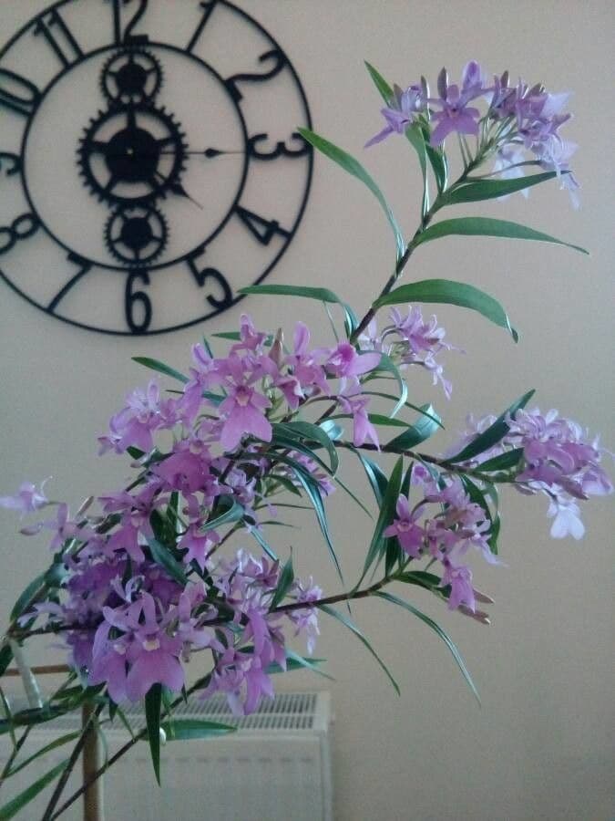 Epidendrum 6