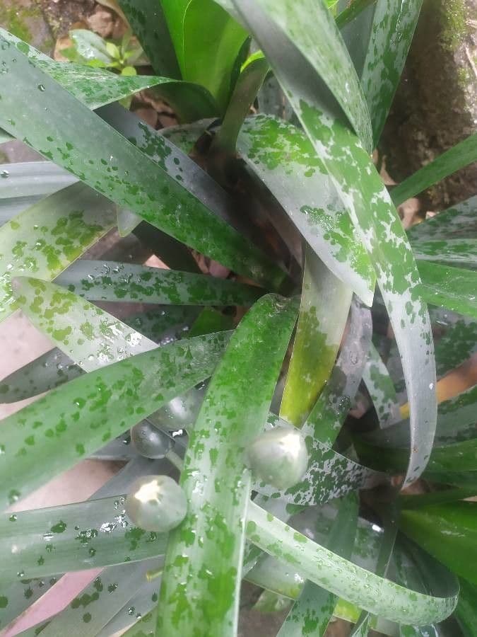 Aechmea 3