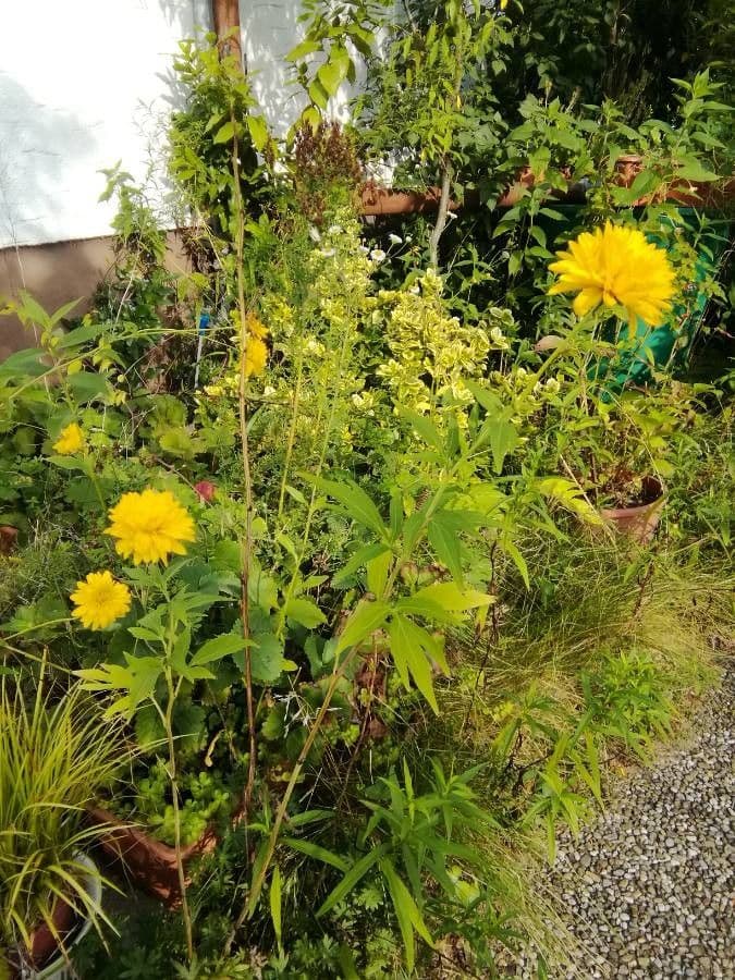 Coreopsis grandiflora 25