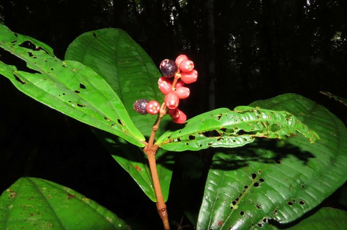 Miconia 5