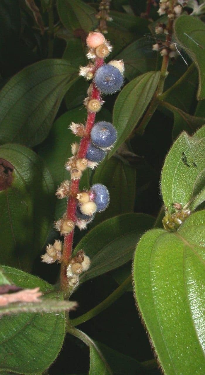 Miconia 14