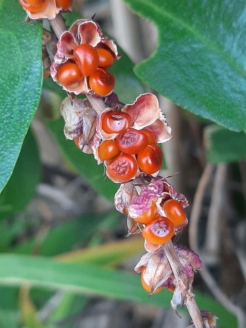Chasmanthe aethiopica 2