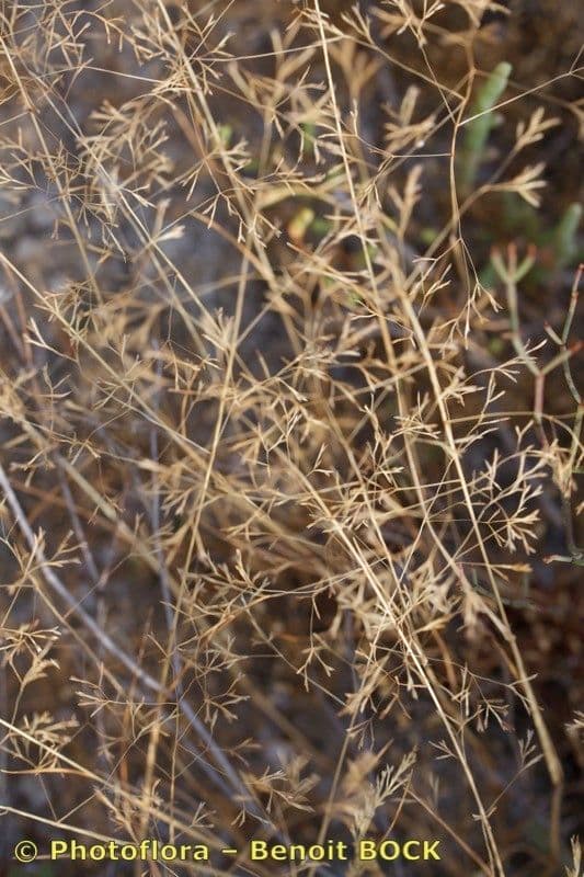 Arabian grass 12