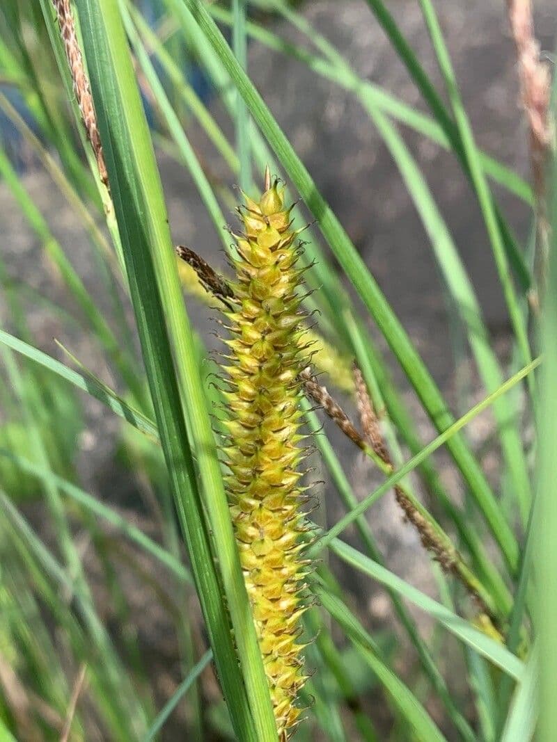 Carice rostrata 8