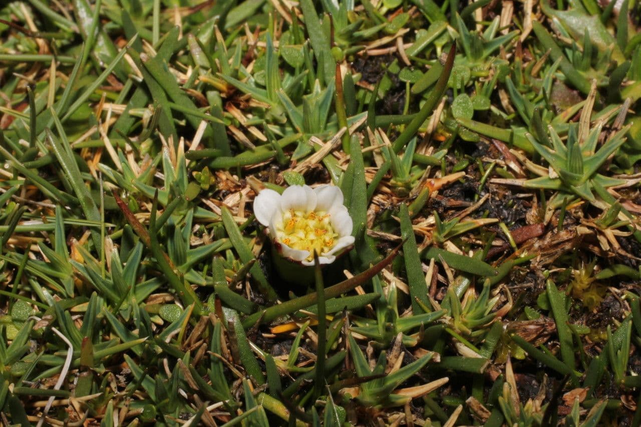 Werneria 2