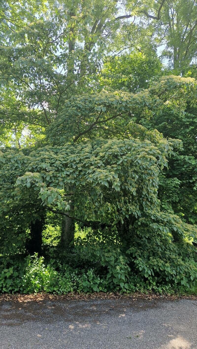 Dřín obrovský 11
