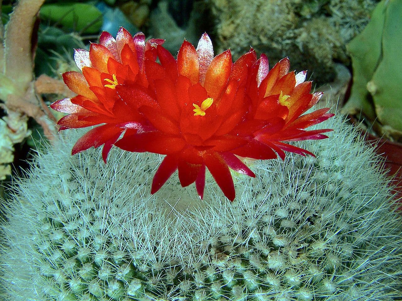 Cactus Palla Scarlatta 5