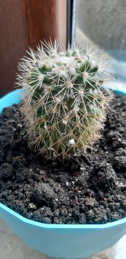 Mammillaria 13