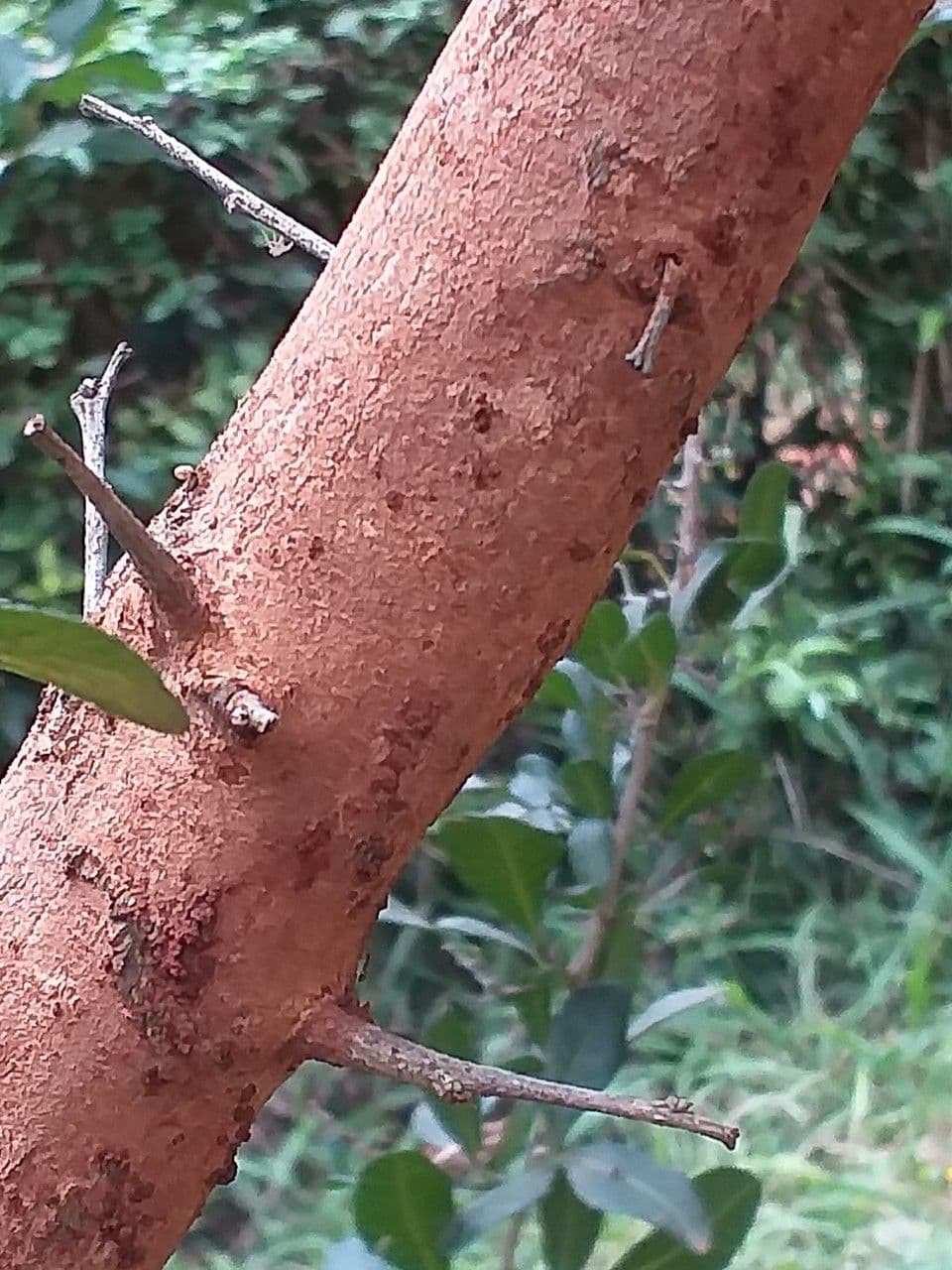 Searsia pyroides 11