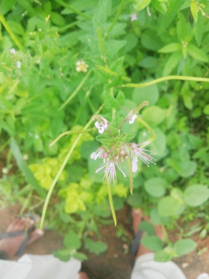 Cleome 4