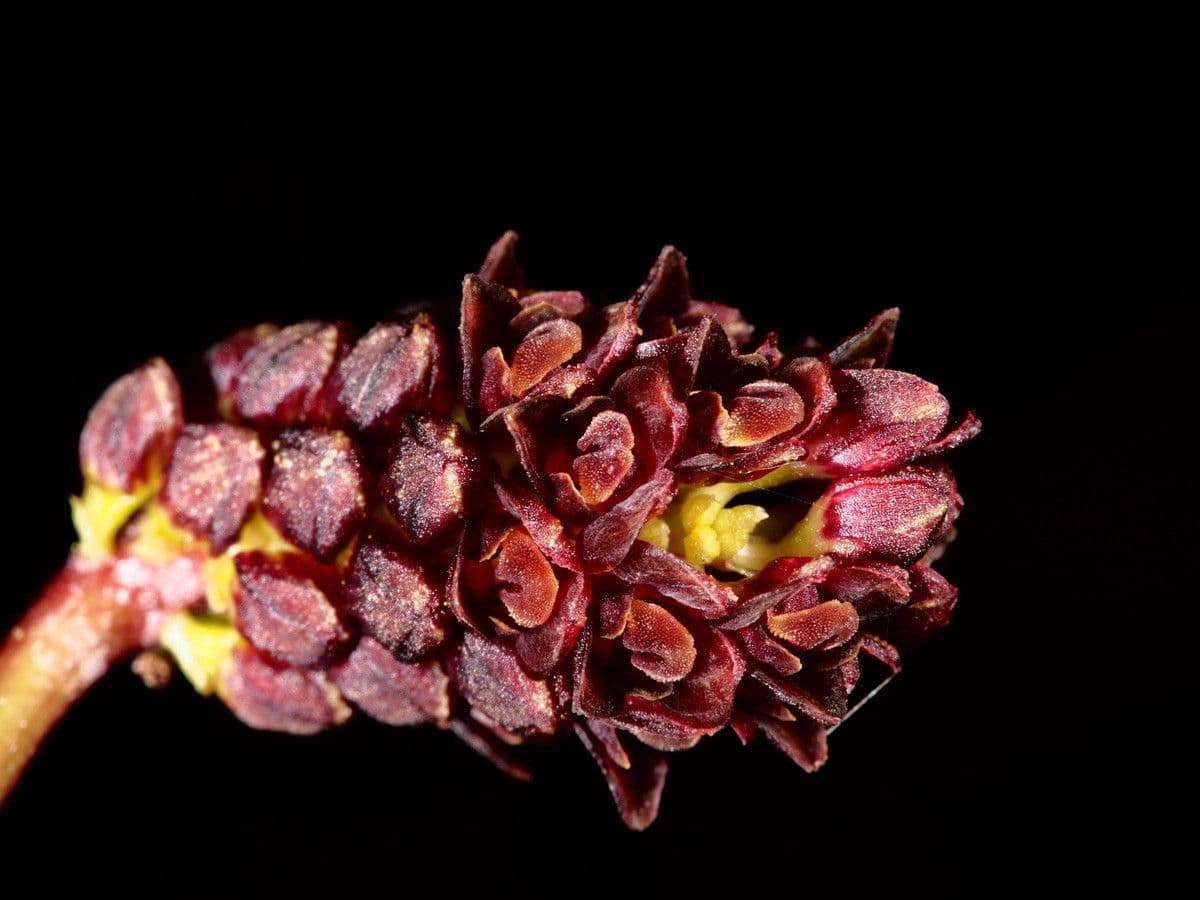 Bulbophyllum 3