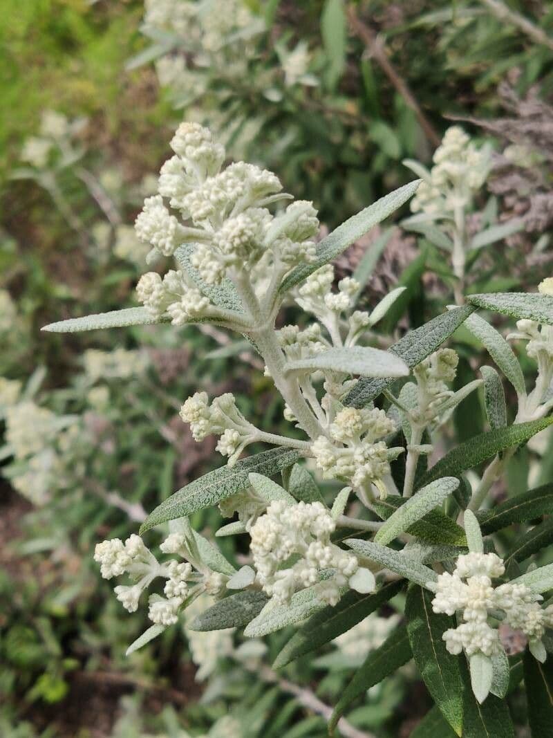 Buddleja 4