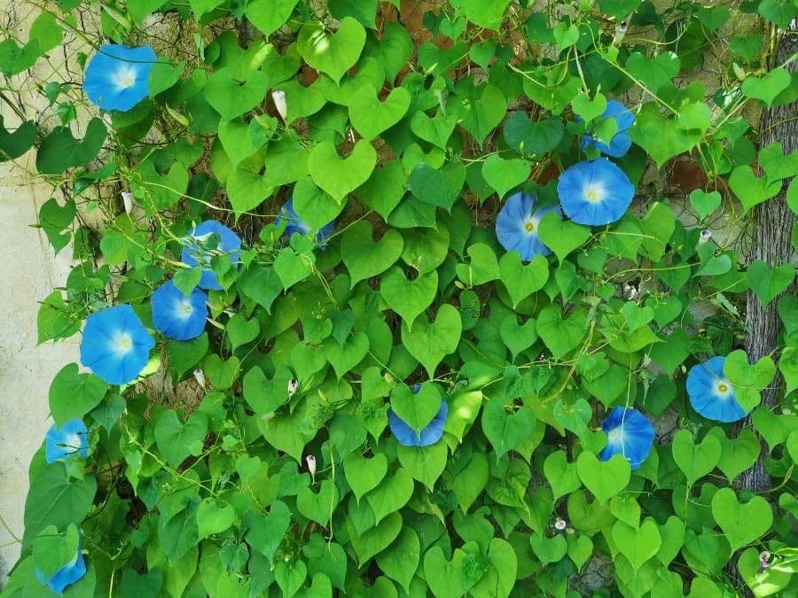 Ipomoea tricolor 6