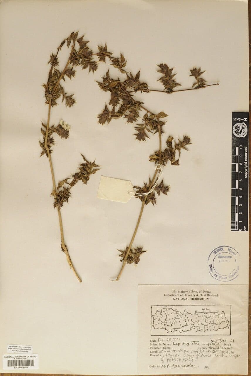 Lepidagathis 5
