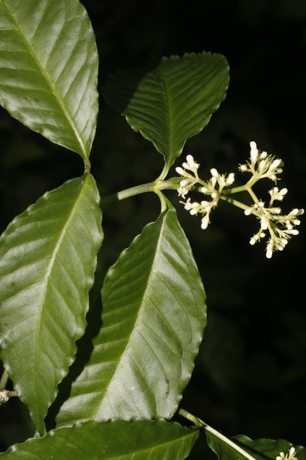 Psychotria 4
