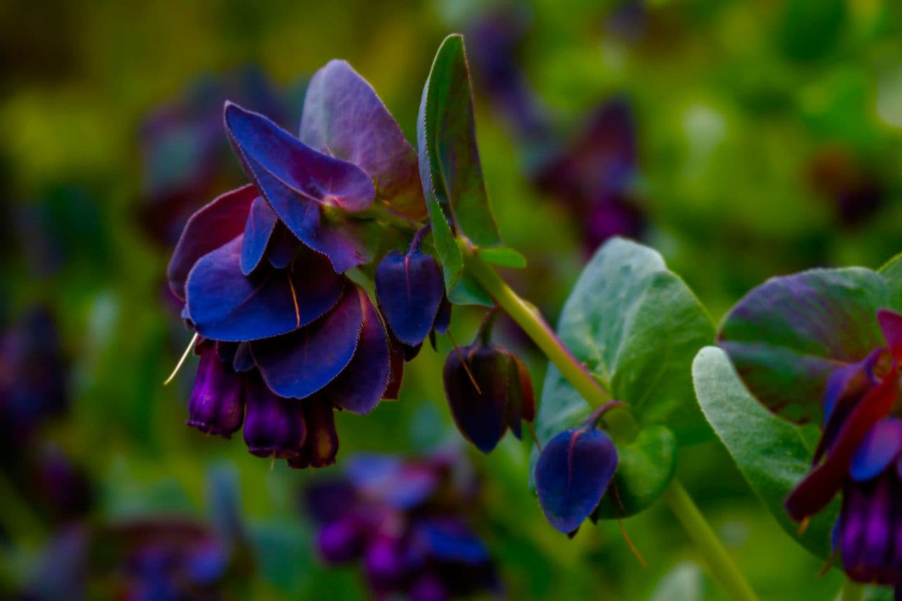 Cerinthe maggiore 21