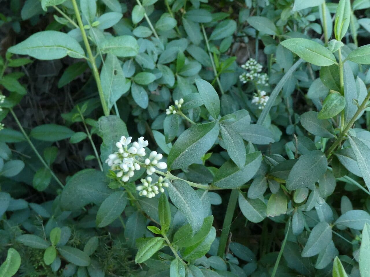Ligustro 24