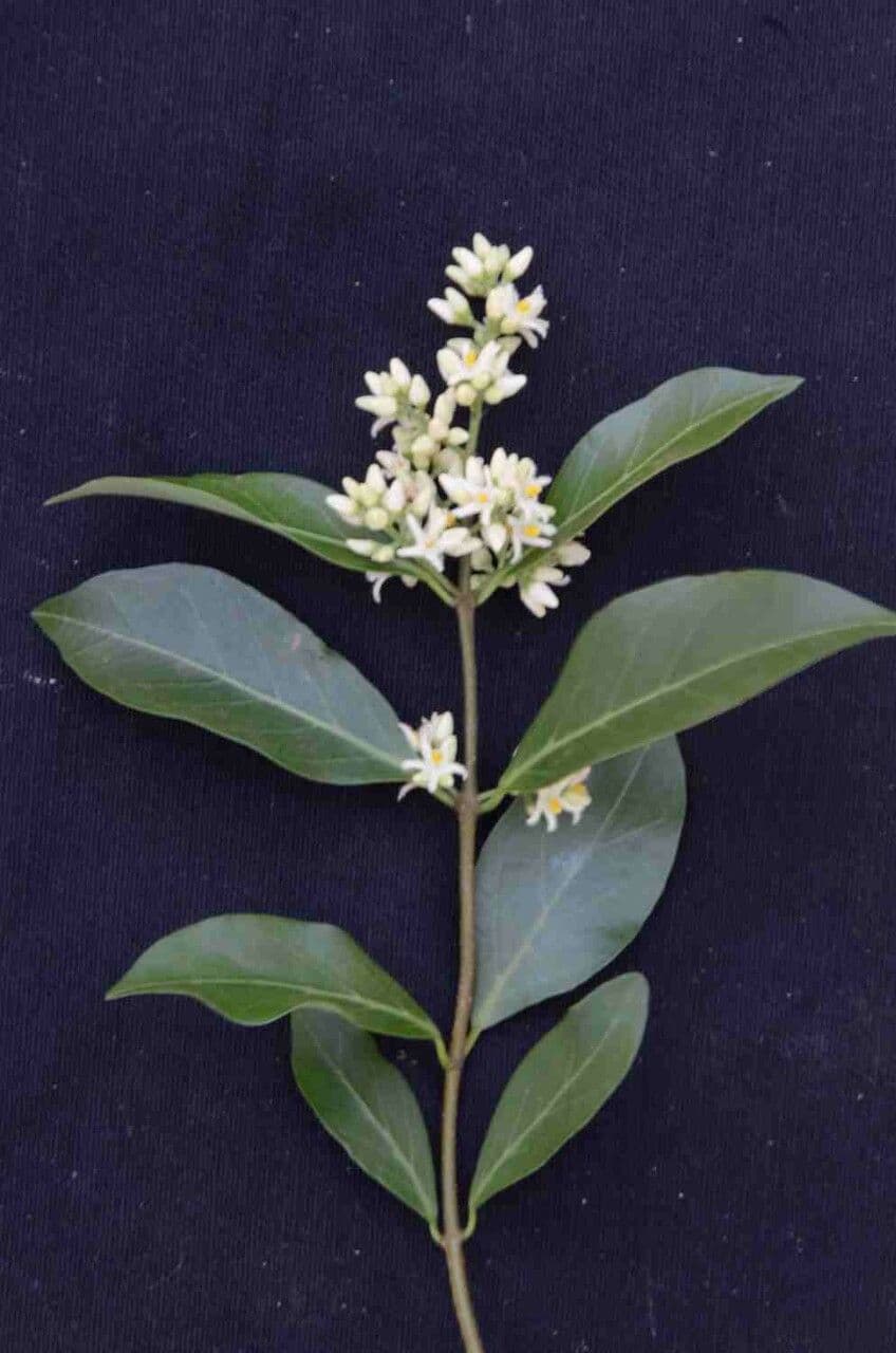 Forsteronia 10