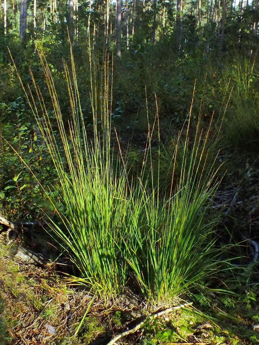 Molinia 15