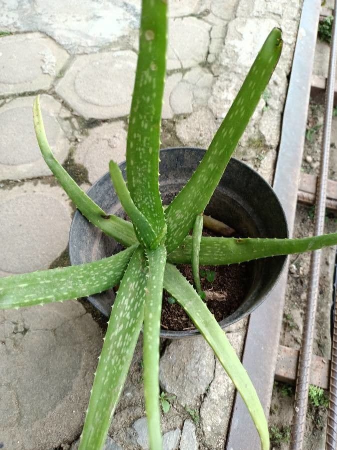 Aloe vera 5