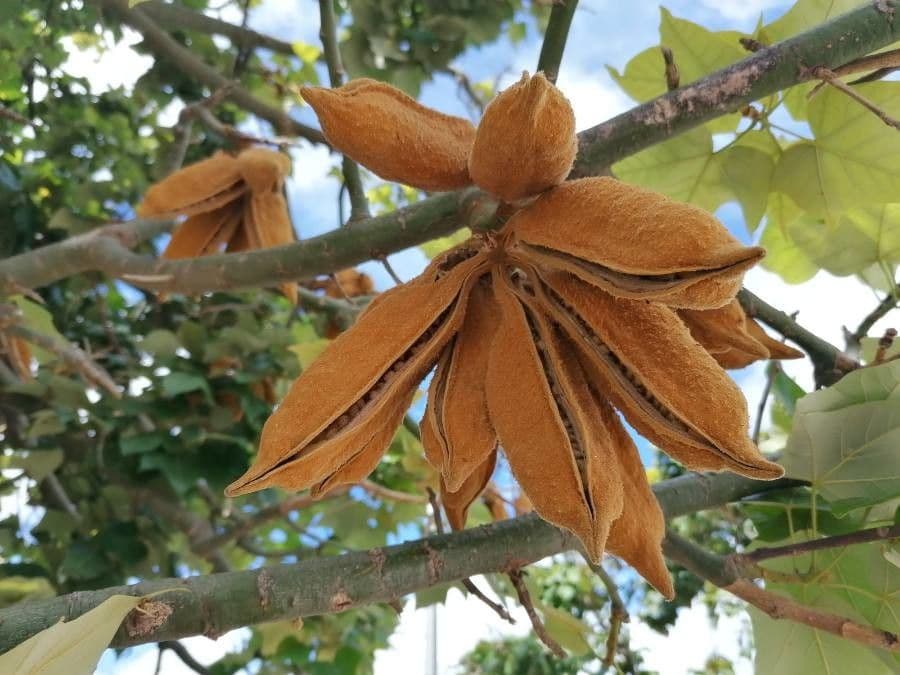 Brachychiton