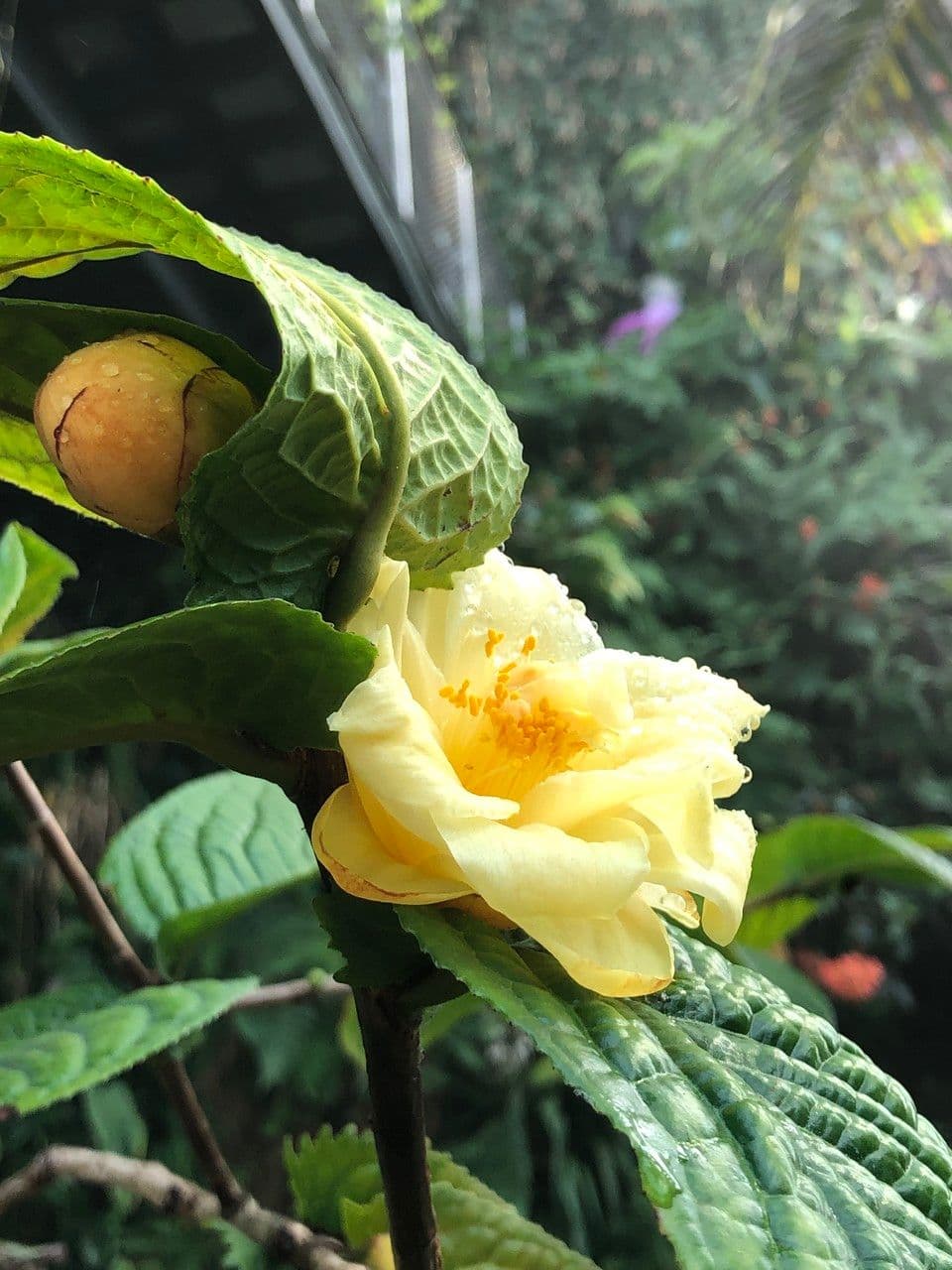 Camelia 6