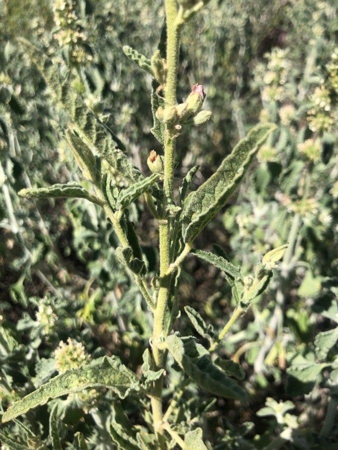 Malva lanza 14