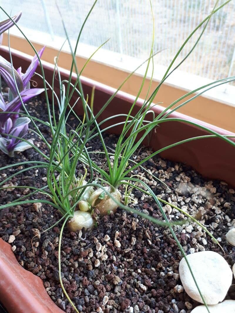 Albuca 8