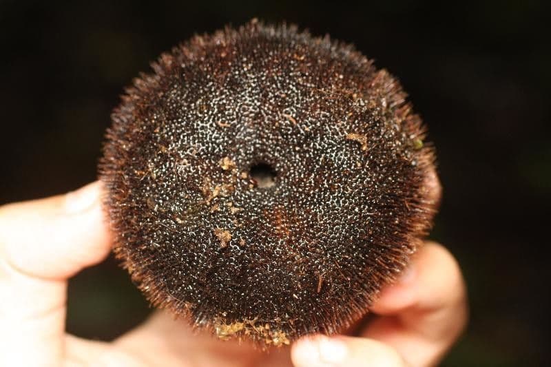 Apeiba 3