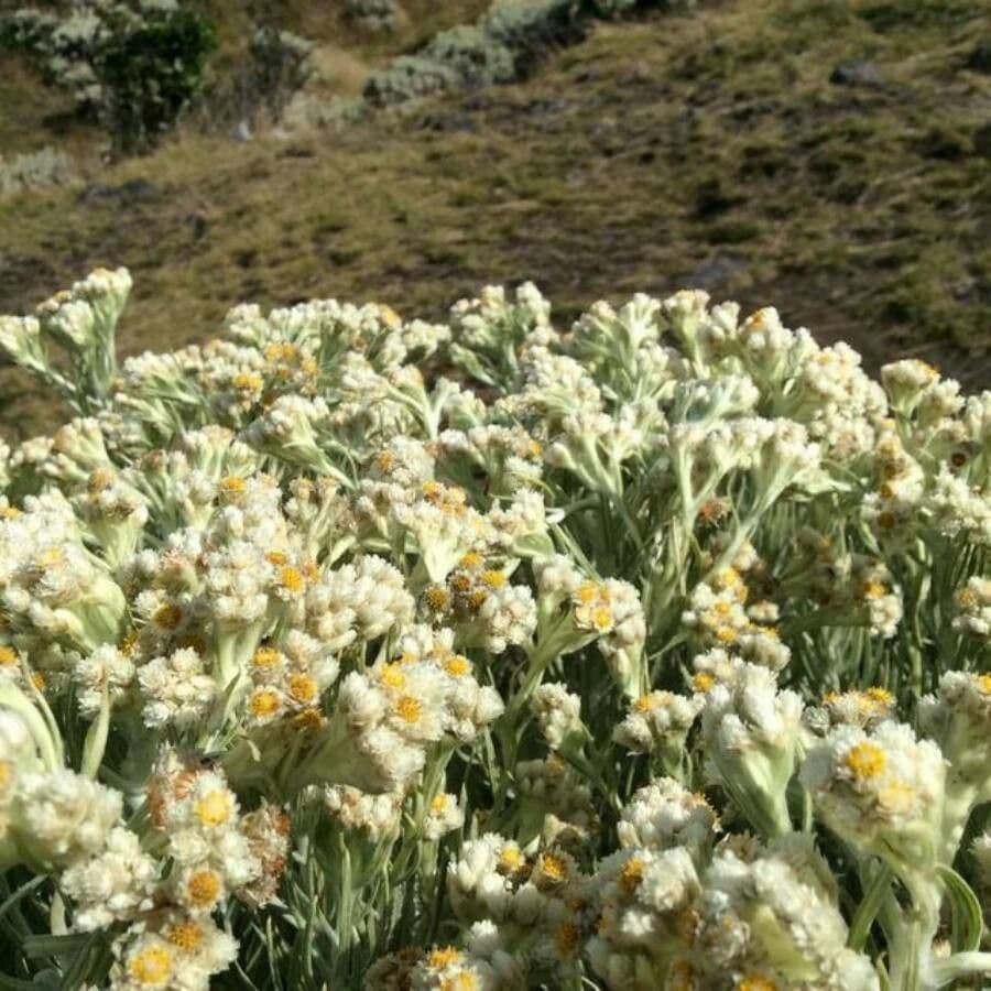 Immortelle de Java