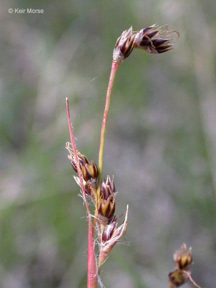 Erba lucciola comune