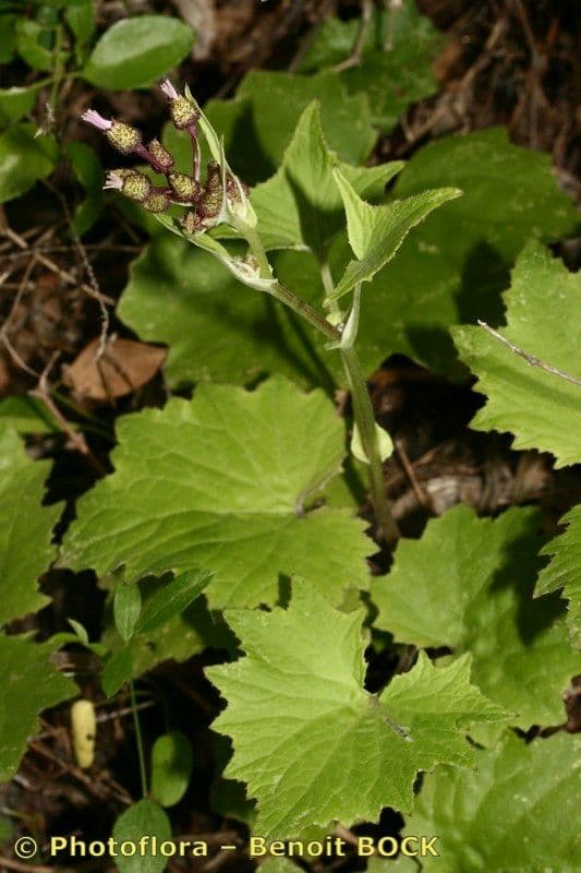Pericallis 21