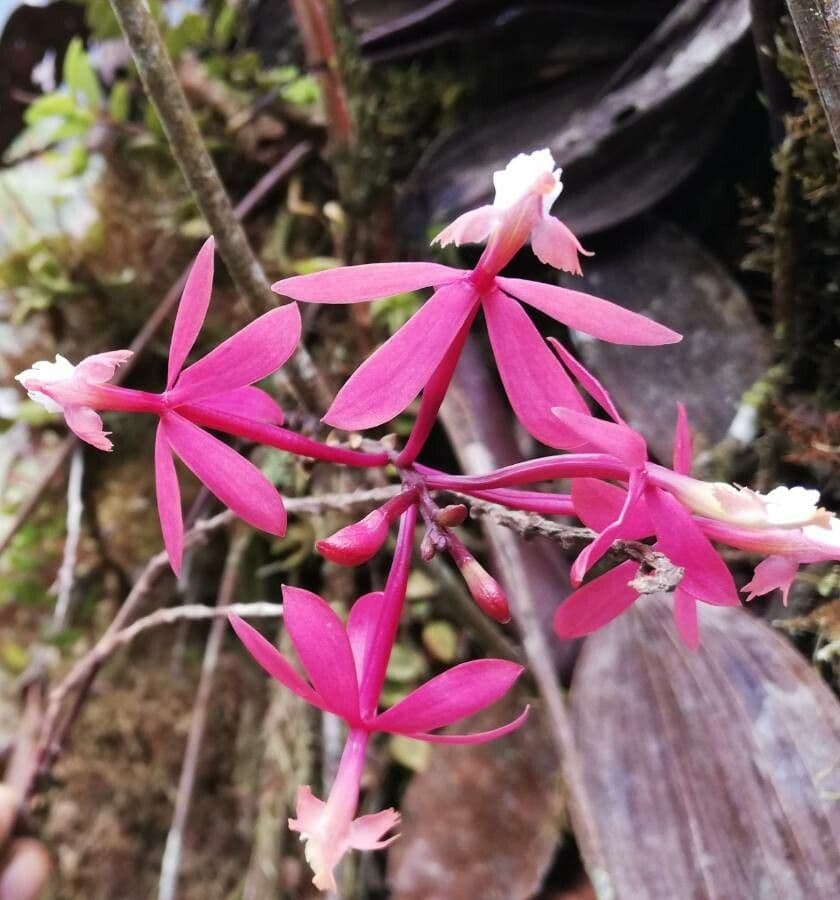Epidendrum 2