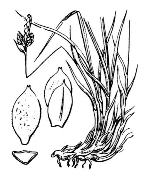 Berg-Segge 25