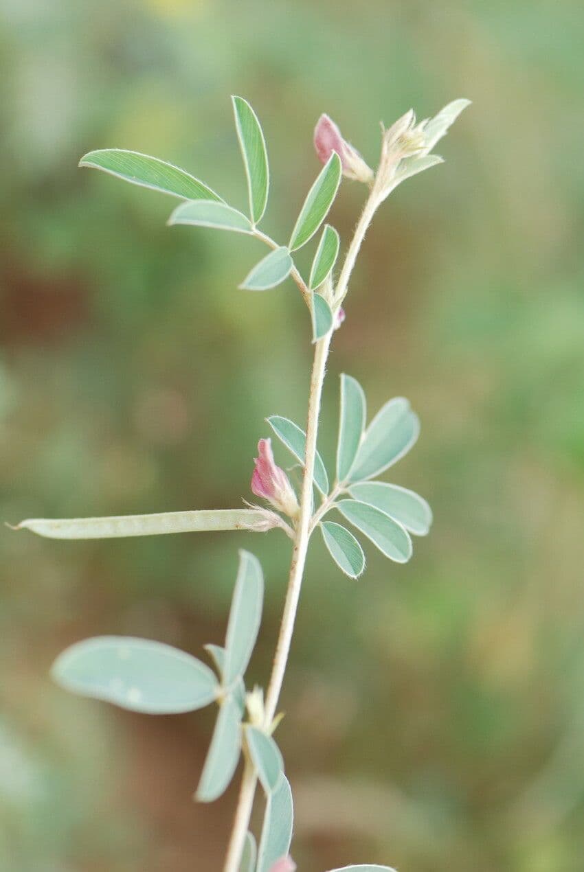 Tephrosia 9