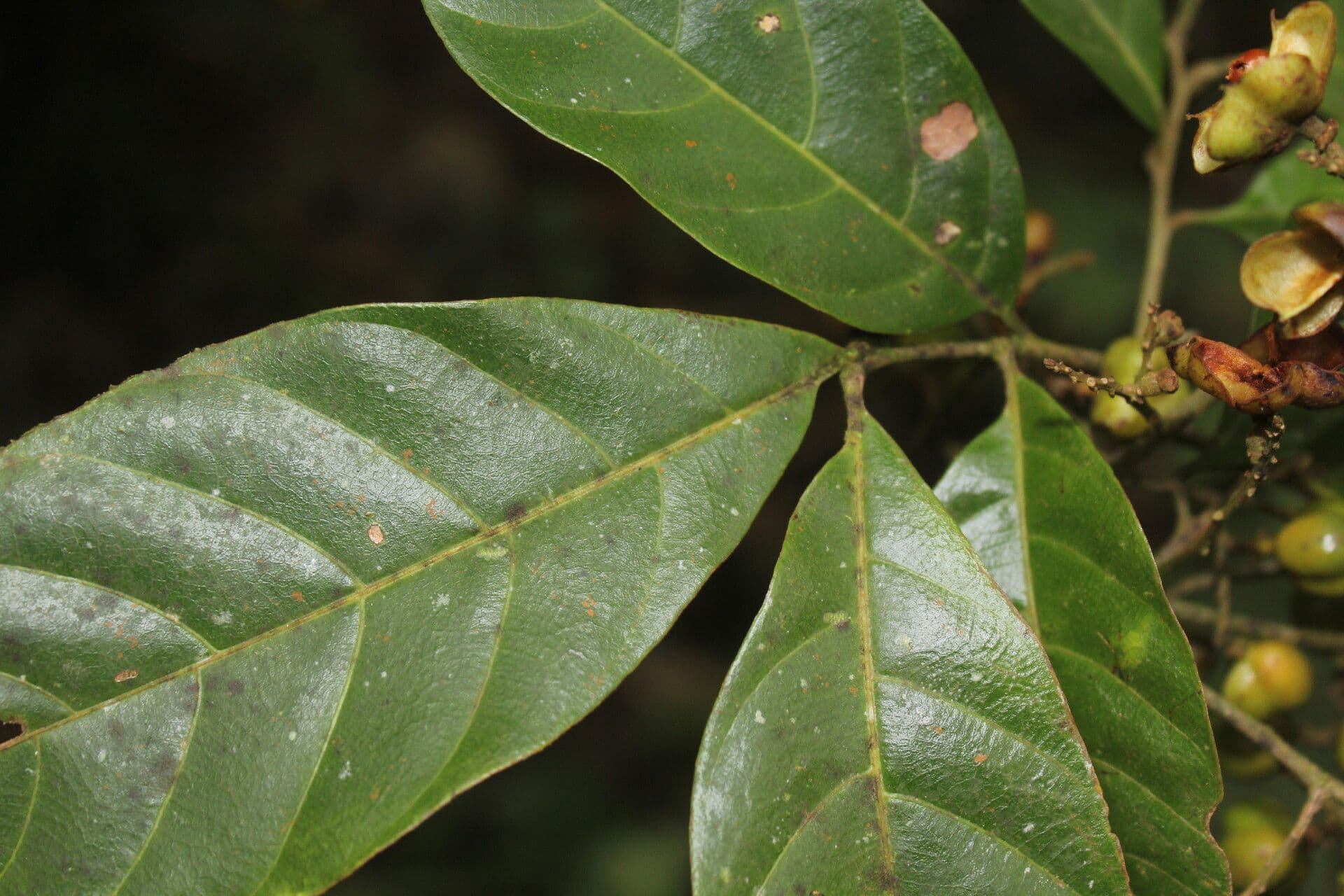Cupania 8