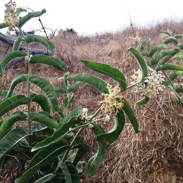 Asclepias 7
