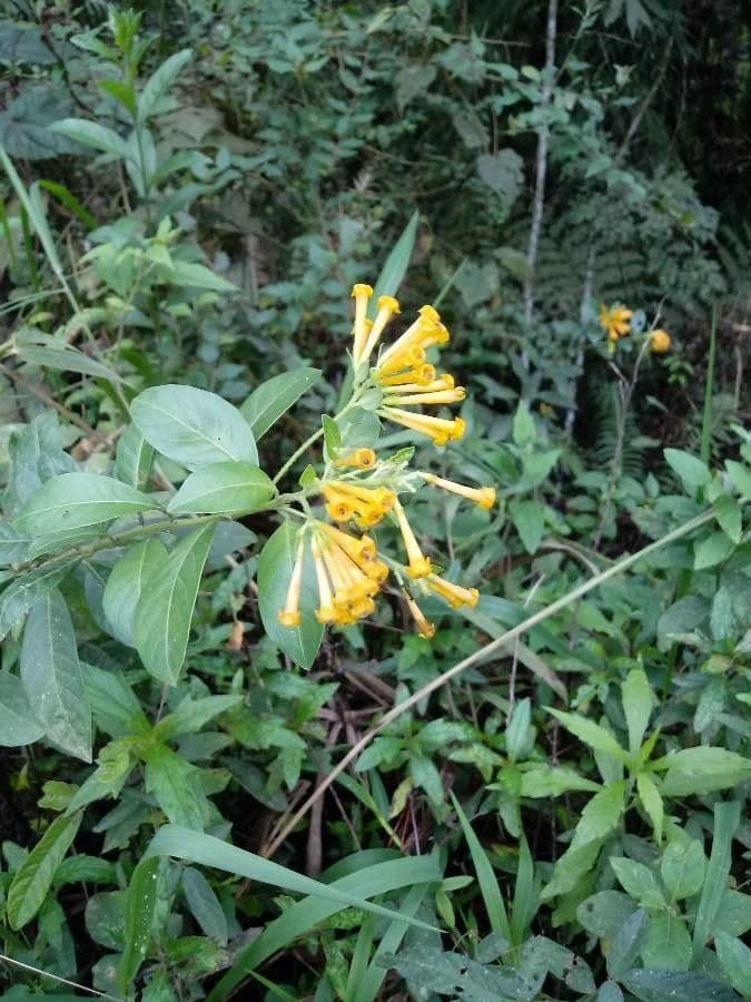 Cestrum 9