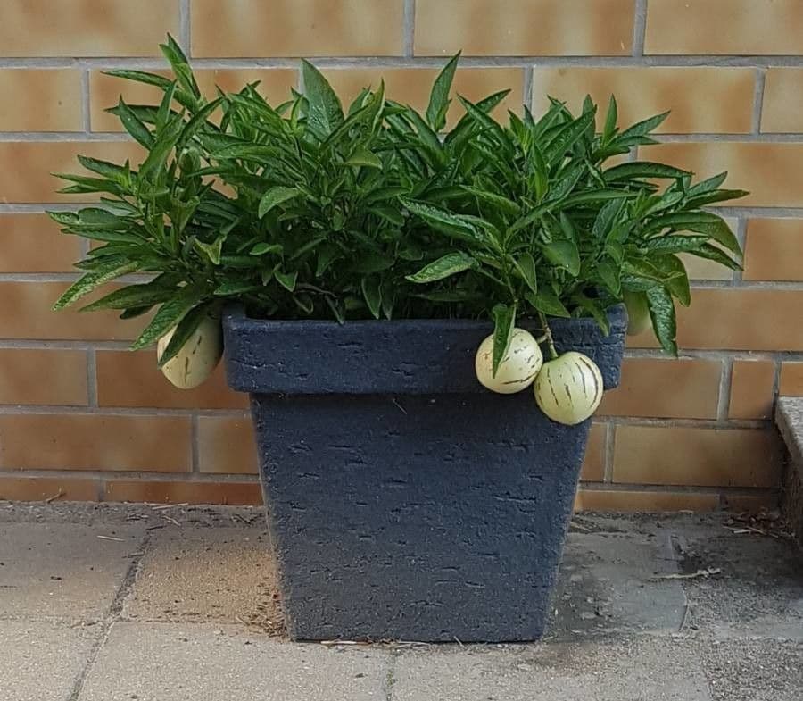 Pepino 11