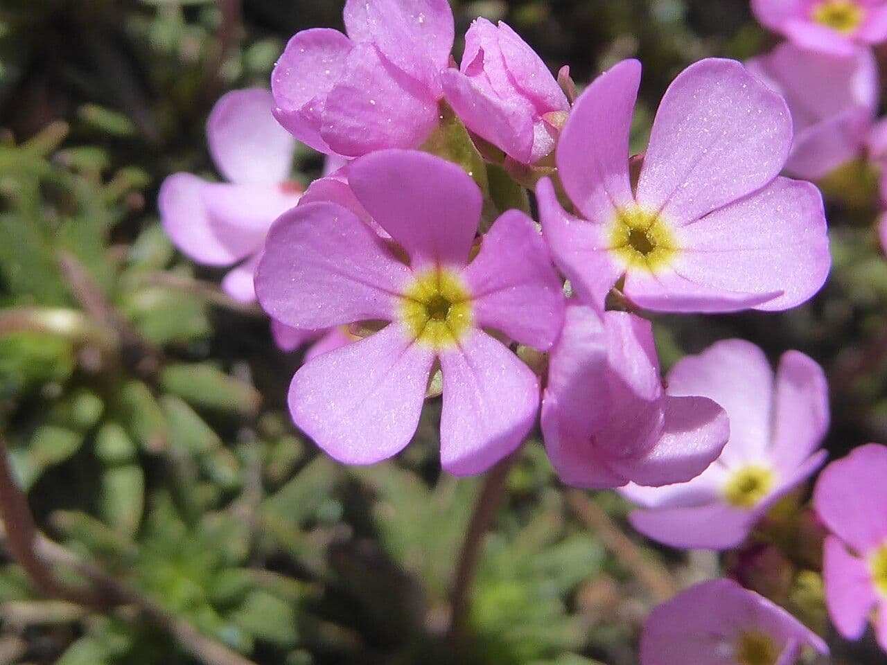Androsace di Haller 4