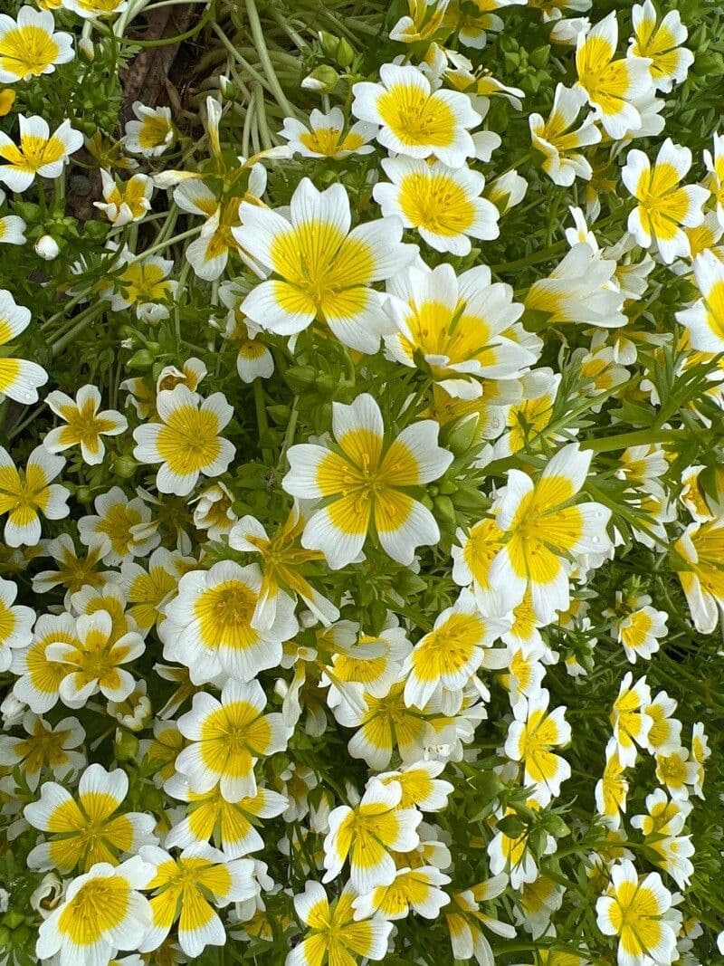 Limnanthes