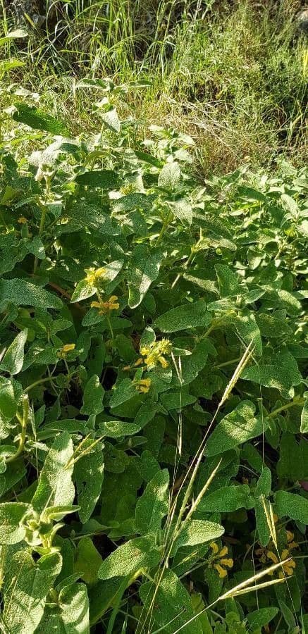 Phlomis viscoso 2