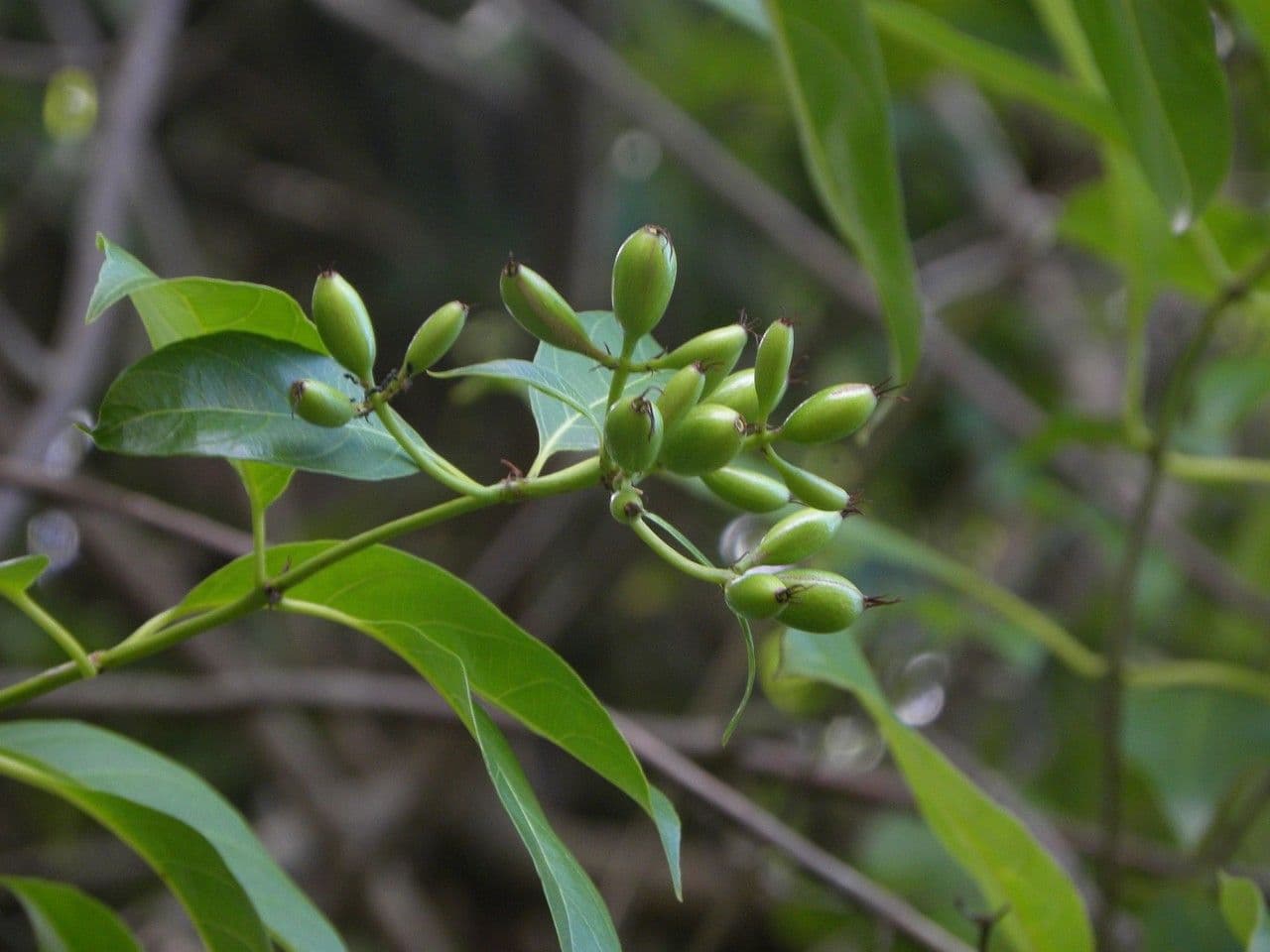 Mussaenda 3